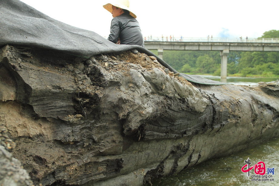 2013年9月4日，江西修水县，横躺在河中的古树暂时无法移动，政府安排了工作人员日夜看守。摄影 刘家/CFP