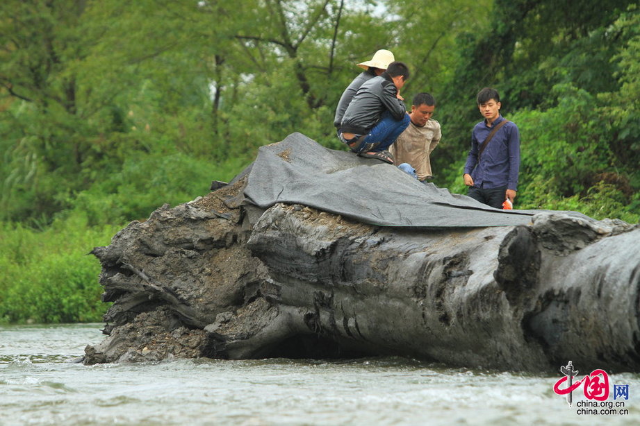 2013年9月4日，江西修水县，横躺在河中的古树暂时无法移动，政府安排了工作人员日夜看守。摄影 刘家/CFP