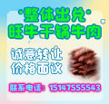 出兑